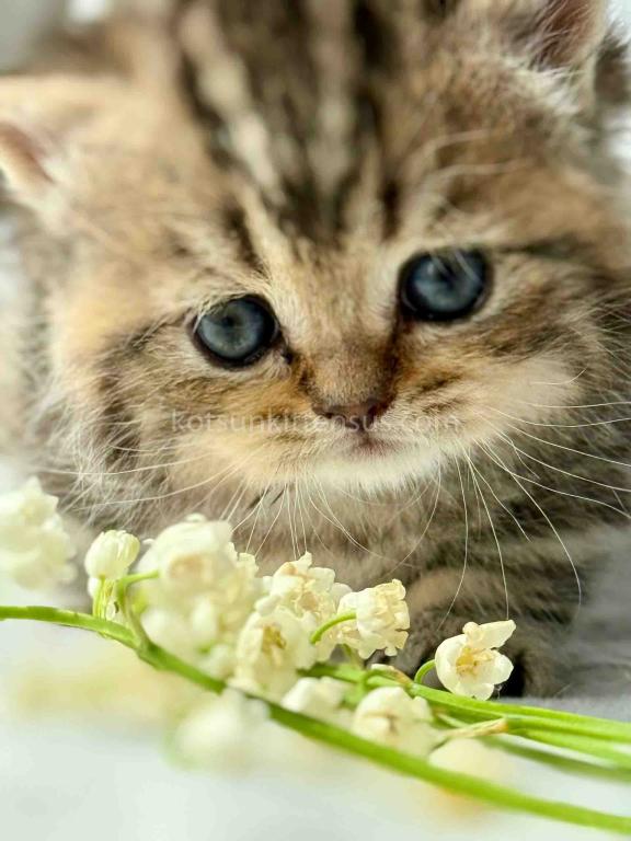Umi Tiny Classic Tabby Short Legs Munchkin Baby photo 7