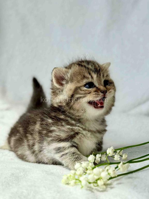 Umi Tiny Classic Tabby Short Legs Munchkin Baby photo 6