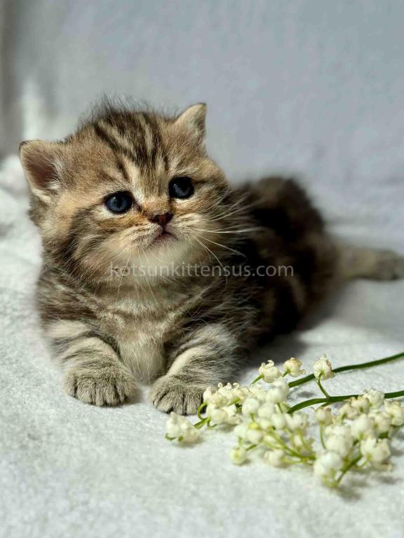 Umi Tiny Classic Tabby Short Legs Munchkin Baby photo 5