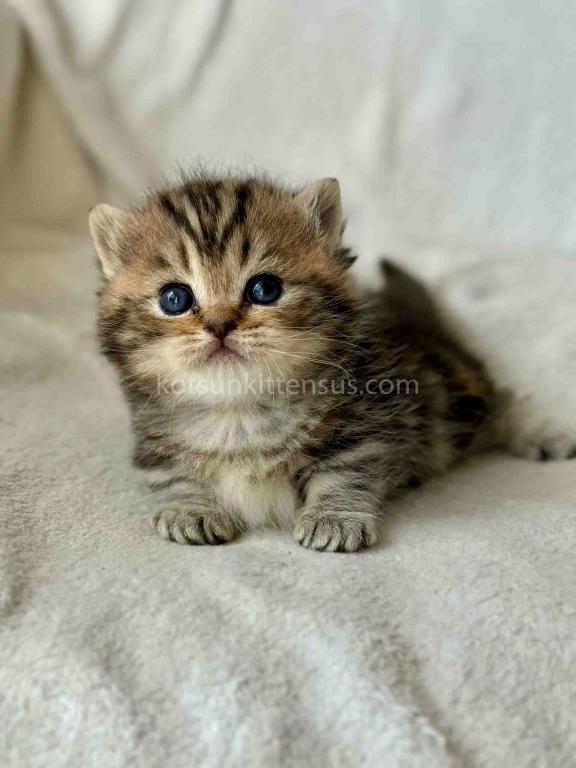 Umi Tiny Classic Tabby Short Legs Munchkin Baby photo 4