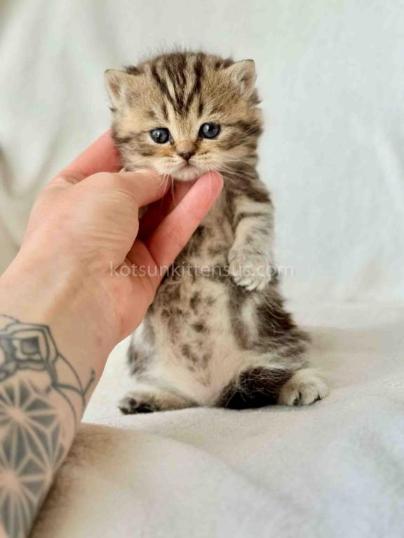 Umi Tiny Classic Tabby Short Legs Munchkin Baby photo 3