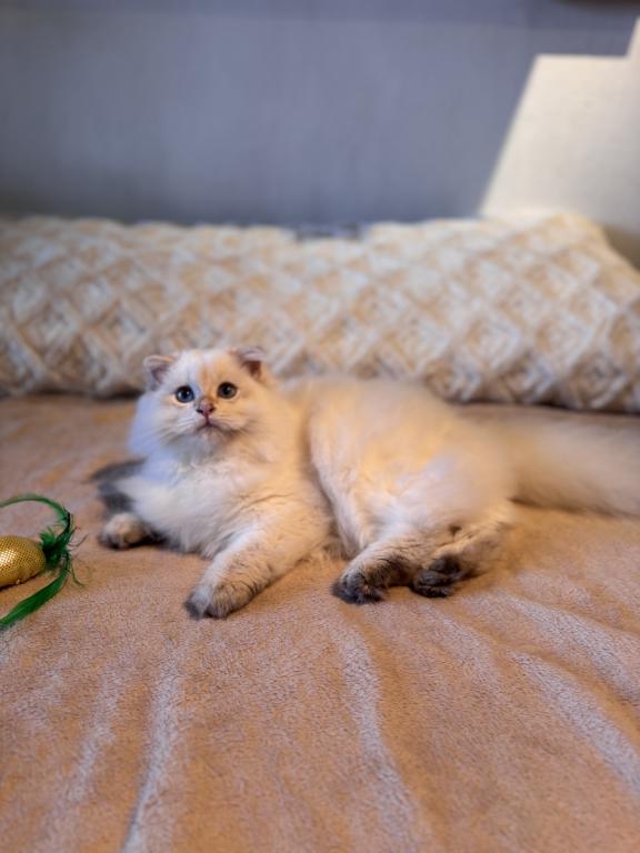 Gelik photo 5