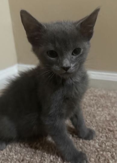 Kitty Russian Blues photo 2