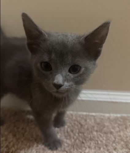 Kitty Russian Blues