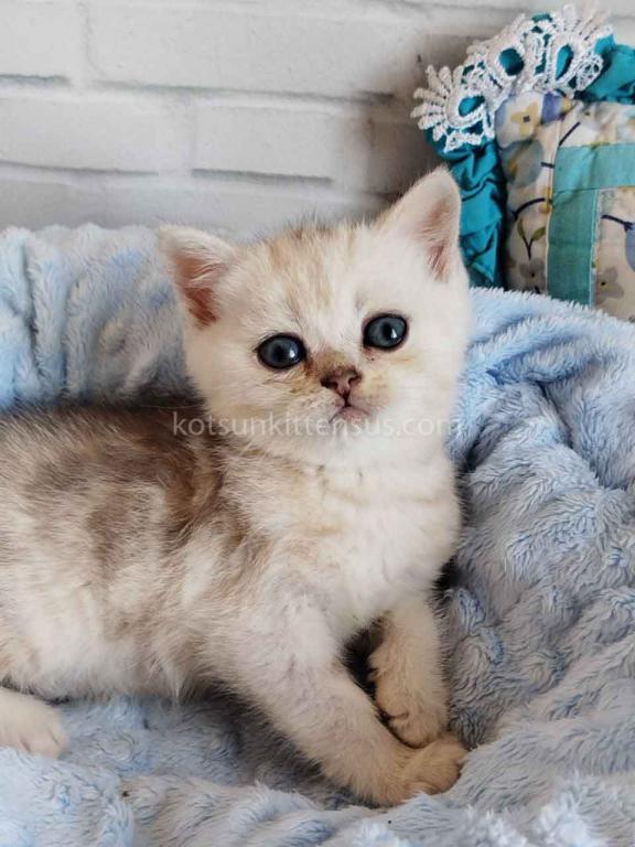 Darchi Silver Tiger Tabby Baby Boy photo 2