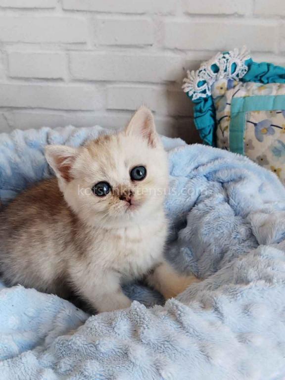Darchi Silver Tiger Tabby Baby Boy photo 3