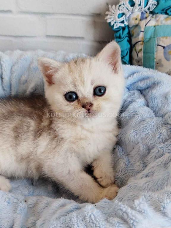 Darchi Silver Tiger Tabby Baby Boy photo 4