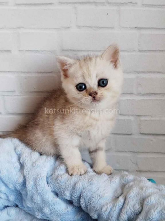 Darchi Silver Tiger Tabby Baby Boy photo 6