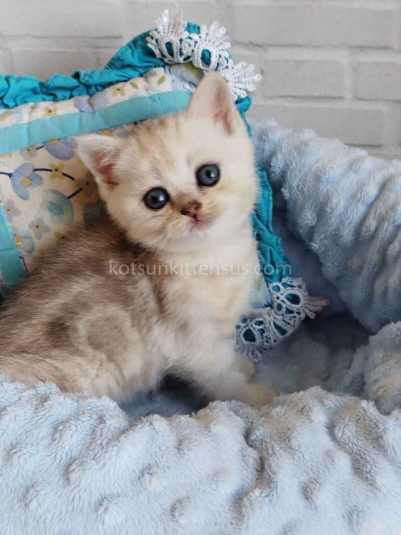 Darchi Silver Tiger Tabby Baby Boy