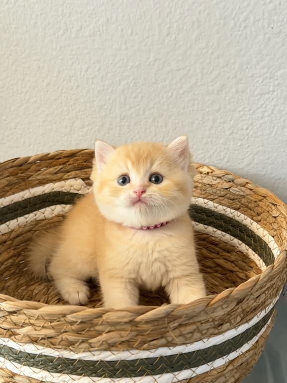 Scottish Straight Male Cute Kitten photo 6