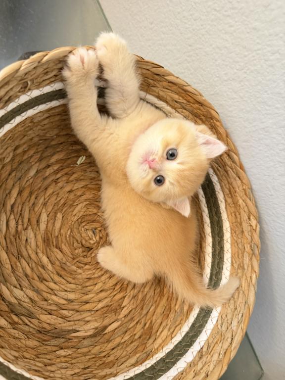 Scottish Straight Male Cute Kitten photo 3
