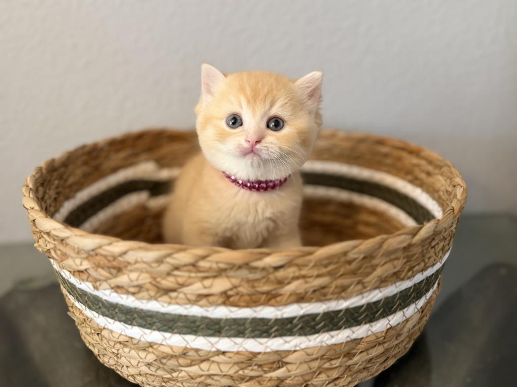 Scottish Straight Male Cute Kitten photo 9