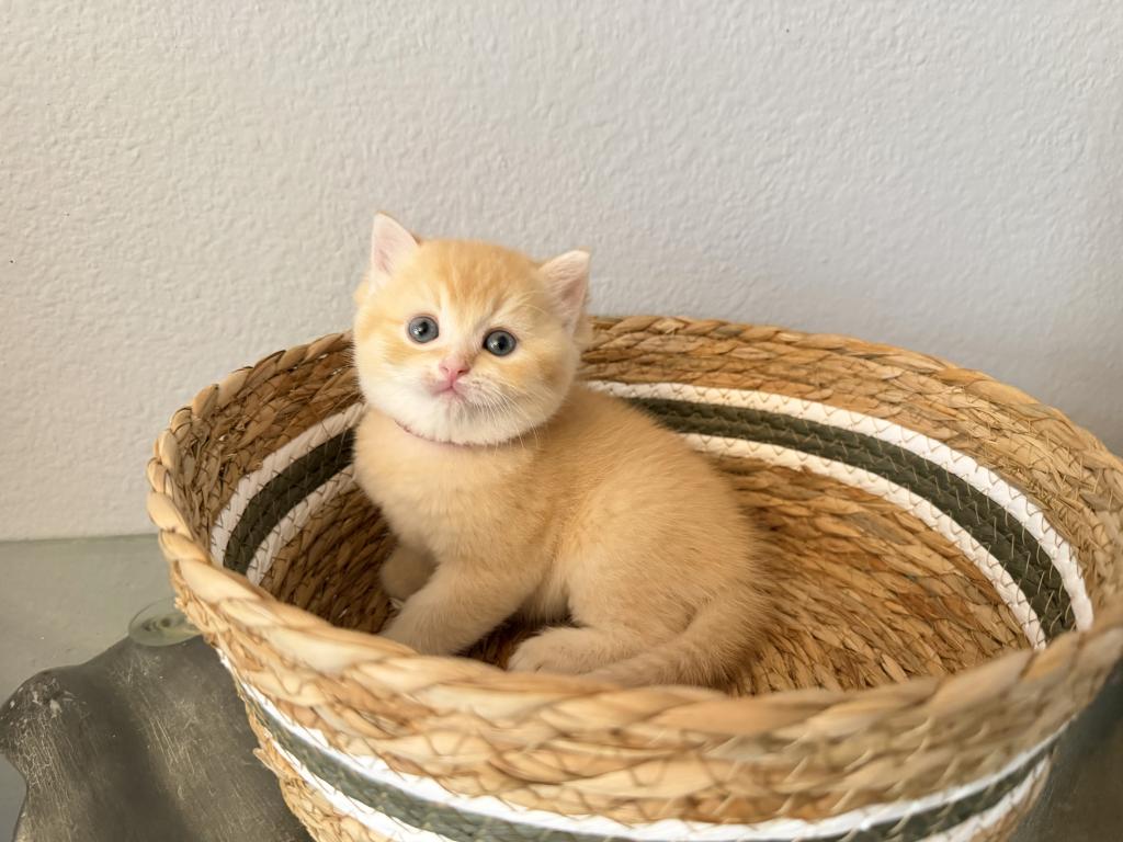 Scottish Straight Male Cute Kitten photo 8