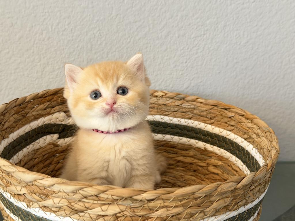 Scottish Straight Male Cute Kitten photo 5