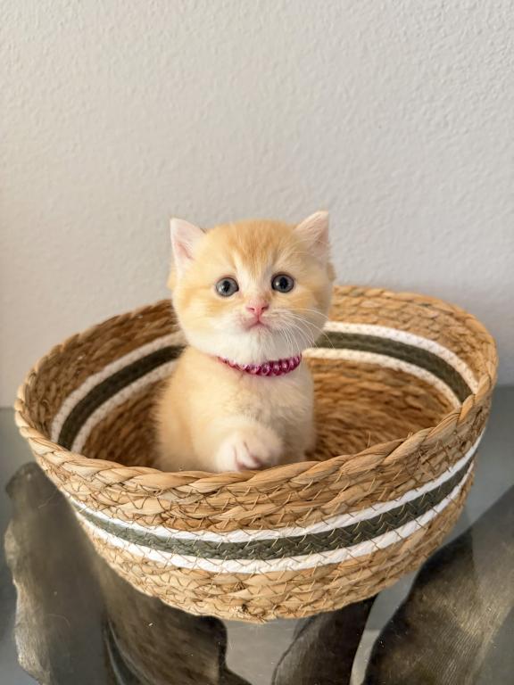 Scottish Straight Male Cute Kitten photo 7