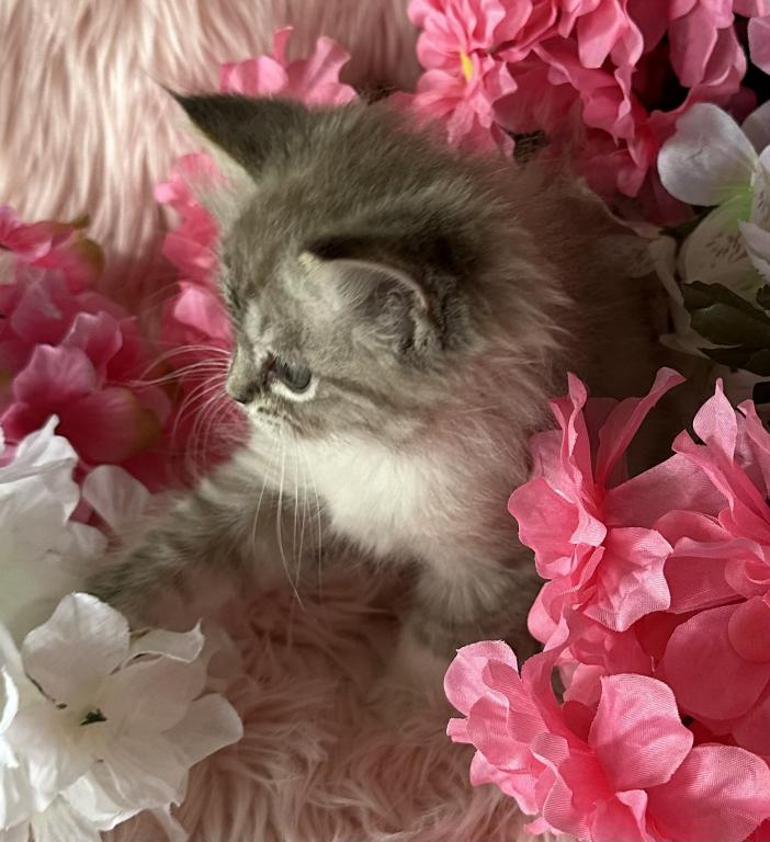 Cammi Mink photo 2