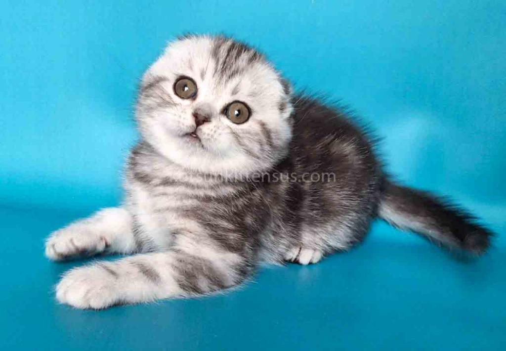 Unika  Tiger Silver Classic Tabby Baby Girl photo 3