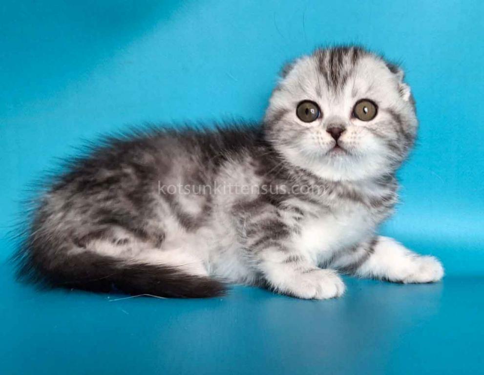 Unika  Tiger Silver Classic Tabby Baby Girl photo 2