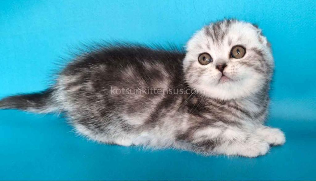 Unika  Tiger Silver Classic Tabby Baby Girl photo 4