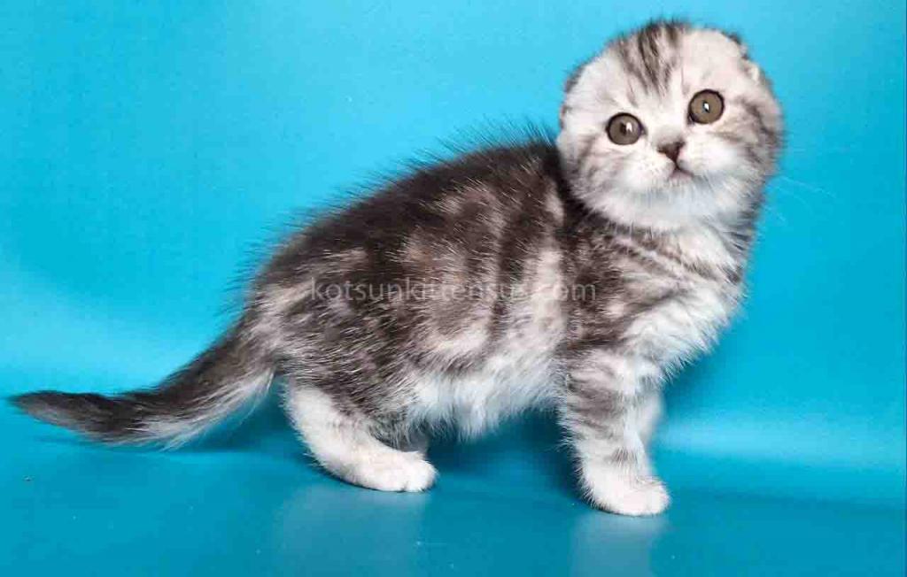 Unika  Tiger Silver Classic Tabby Baby Girl photo 5