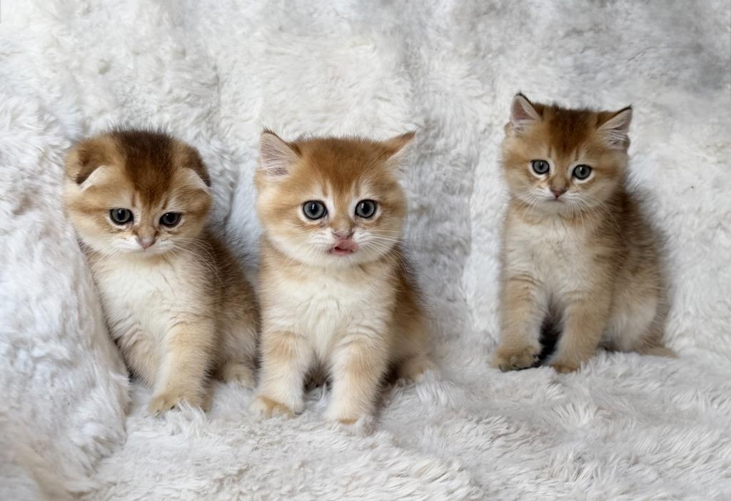 Scottish Straight And Scottish Fold Kittens photo 17