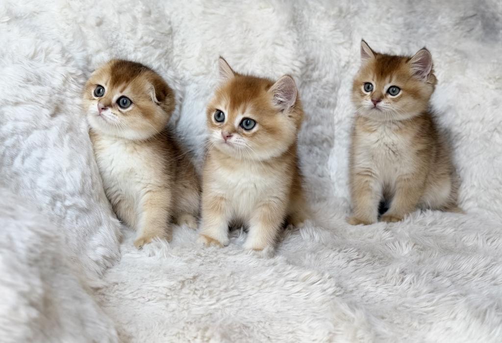 Scottish Straight And Scottish Fold Kittens photo 21