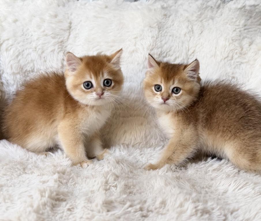 Scottish Straight And Scottish Fold Kittens photo 6
