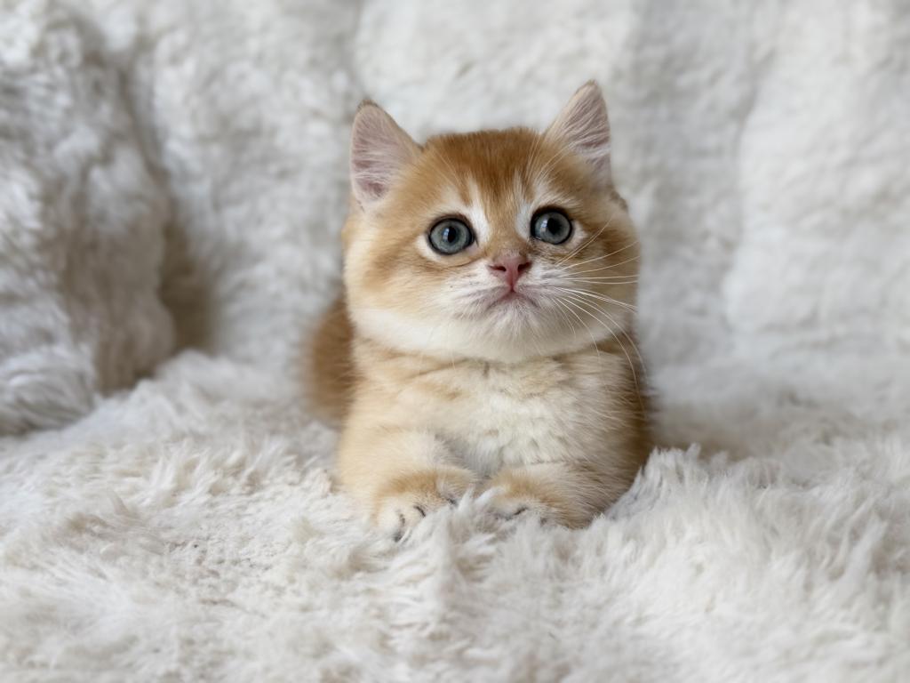 Scottish Straight And Scottish Fold Kittens photo 5