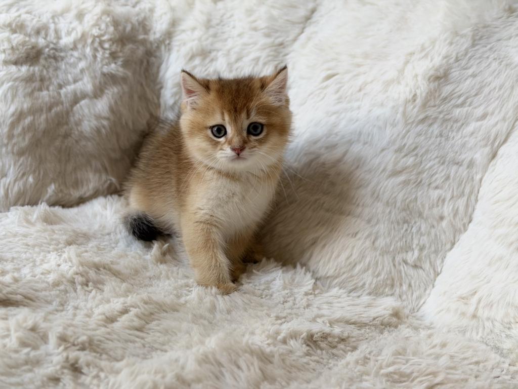 Scottish Straight And Scottish Fold Kittens photo 16