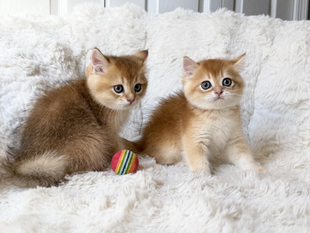 Scottish Straight And Scottish Fold Kittens photo 8