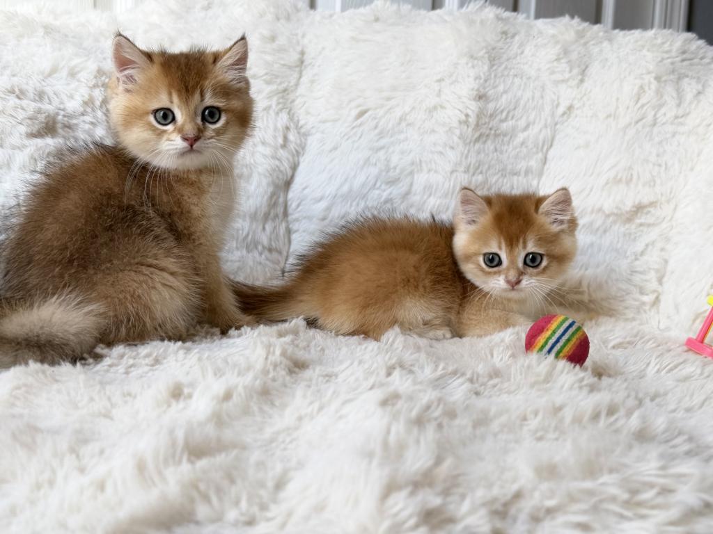 Scottish Straight And Scottish Fold Kittens photo 9