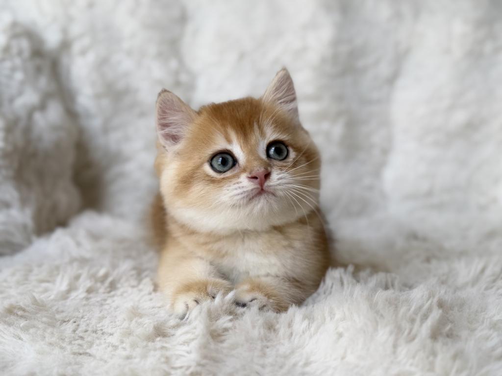 Scottish Straight And Scottish Fold Kittens photo 2