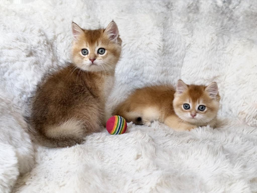 Scottish Straight And Scottish Fold Kittens photo 11