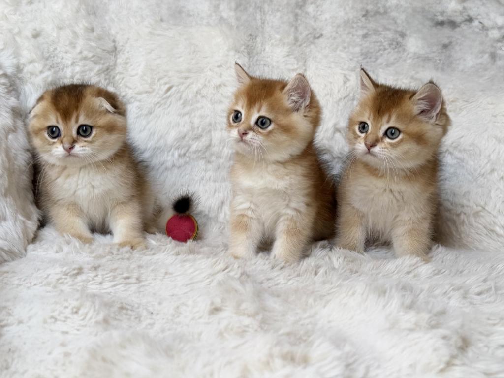 Scottish Straight And Scottish Fold Kittens photo 18