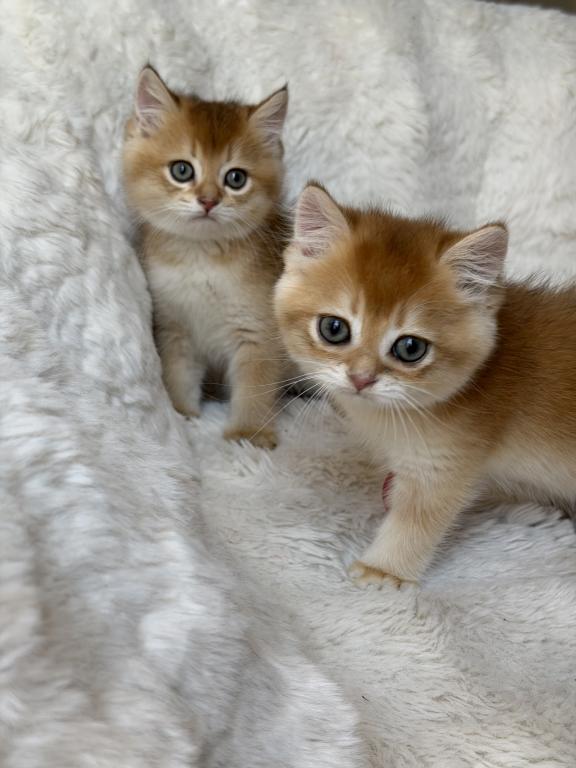 Scottish Straight And Scottish Fold Kittens photo 12