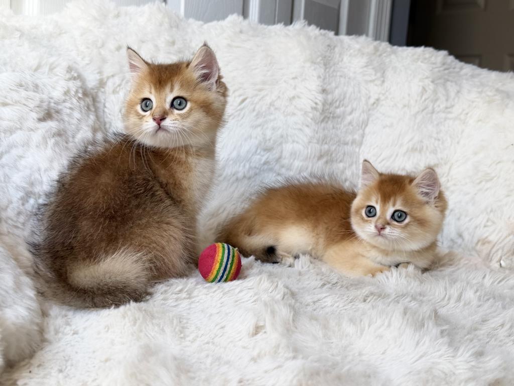 Scottish Straight And Scottish Fold Kittens photo 10