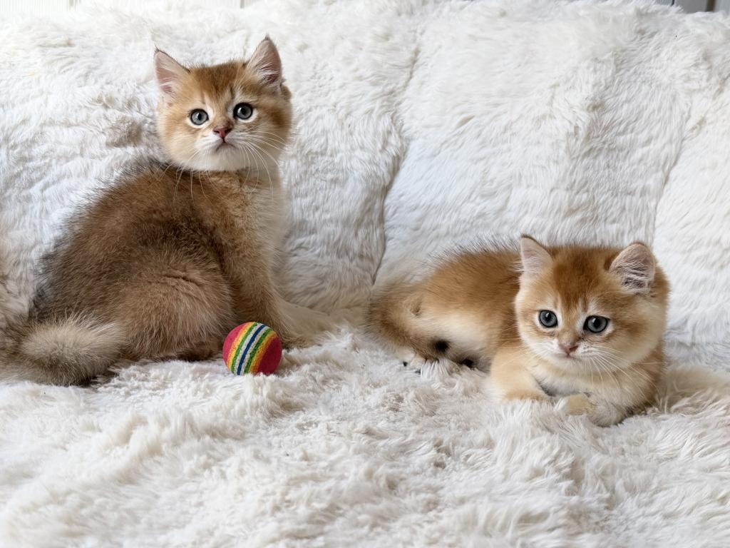 Scottish Straight And Scottish Fold Kittens photo 7