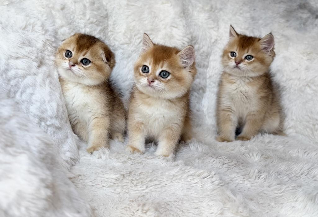 Scottish Straight And Scottish Fold Kittens photo 19