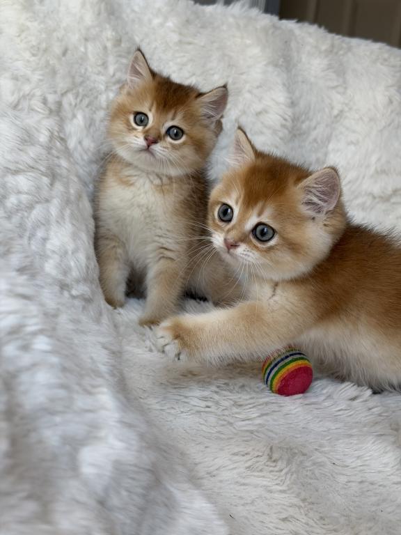 Scottish Straight And Scottish Fold Kittens photo 13