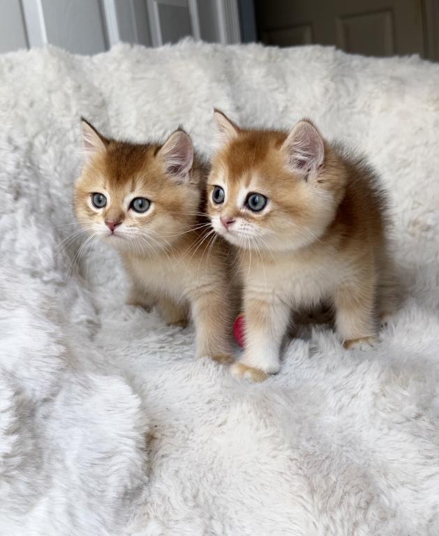 Scottish Straight And Scottish Fold Kittens photo 14