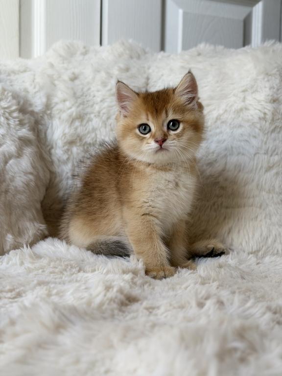Scottish Straight And Scottish Fold Kittens photo 15