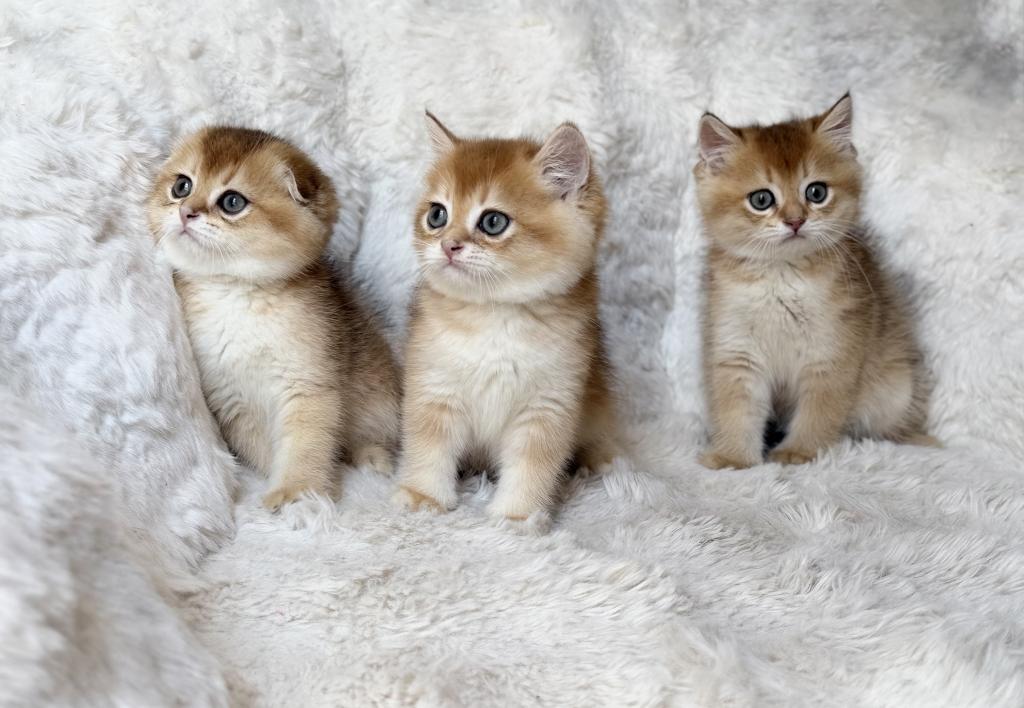 Scottish Straight And Scottish Fold Kittens photo 20