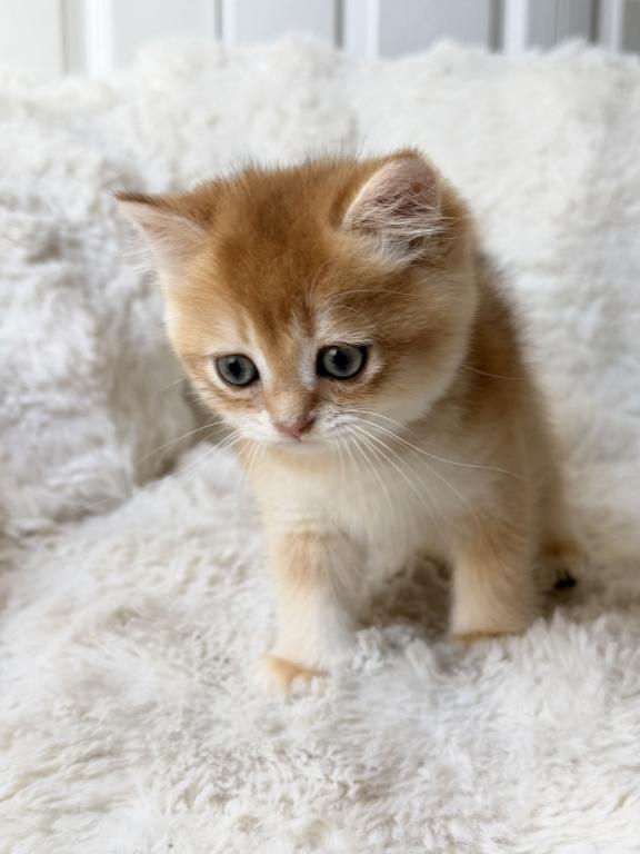 Scottish Straight And Scottish Fold Kittens photo 3
