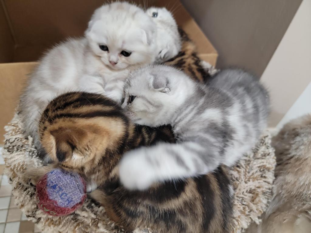 Barbara Litter photo 28