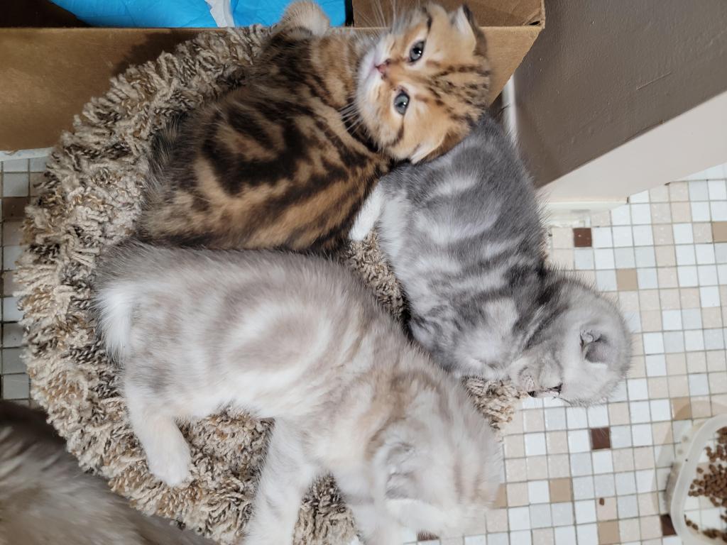 Barbara Litter photo 43