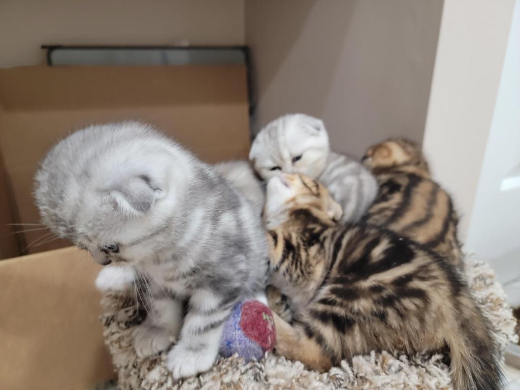 Barbara Litter photo 38