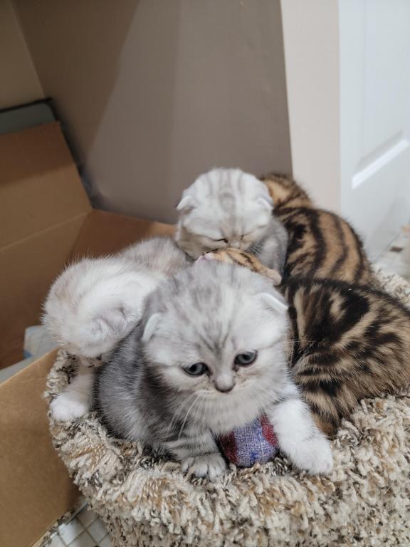Barbara Litter photo 36