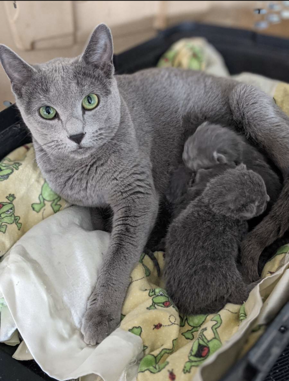 Russian Blue
