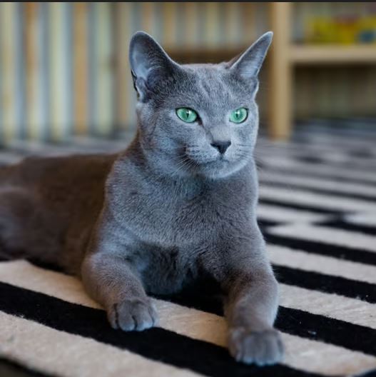 Russian Blue photo 2