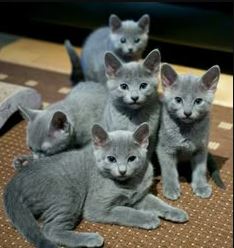 Russian Blue photo 3